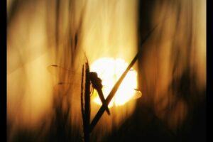 light attract bug
