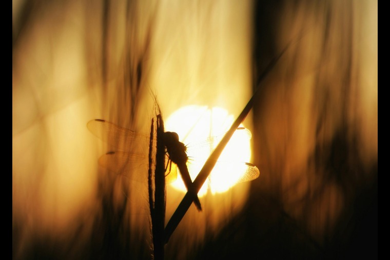 light attract bug